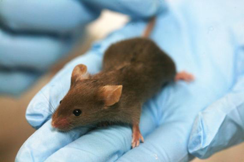 Ratón de laboratorio. / Wikipedia