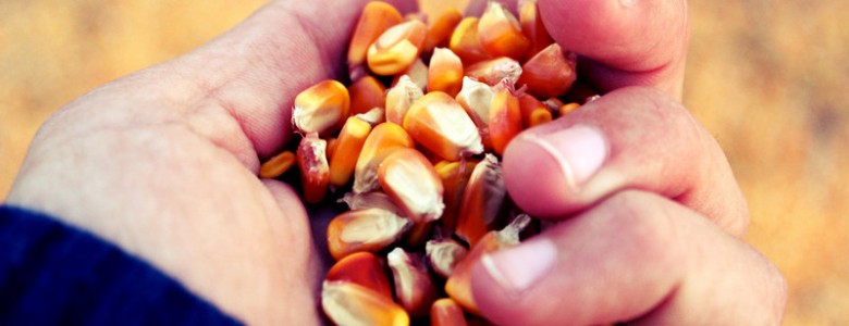 'Domesticar' las plantas para la alimentación del futuro