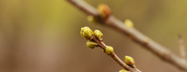 El aumento de las temperaturas máximas adelanta la primavera