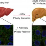 El virus de la hepatitis C altera estructuras celulares asociadas con la expresión génica