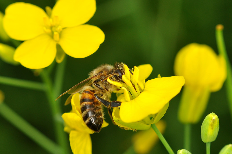 Las abejas prefieren el néctar con pesticidas