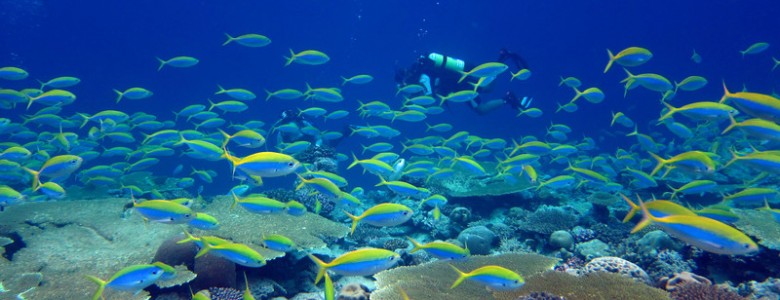 Los arrecifes de coral más degradados tardarían 60 años en recuperarse