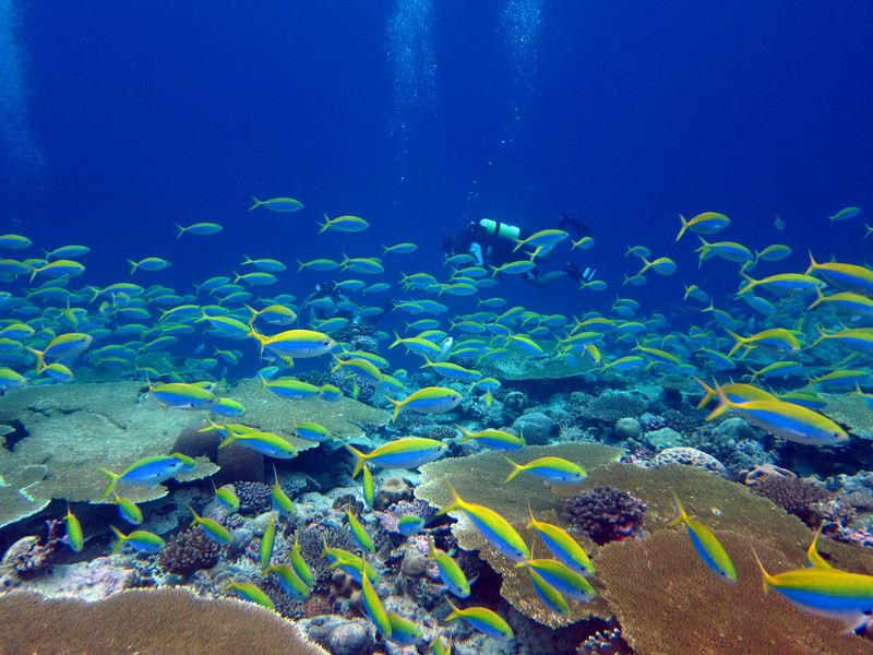 Los arrecifes de coral más degradados tardarían 60 años en recuperarse