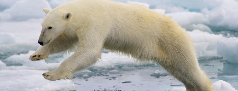 Los contaminantes también amenazan al oso polar