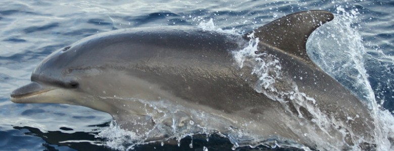 Los delfines del sur del Mediterráneo acumulan contaminantes industriales y del hogar