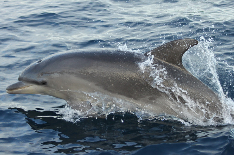Los delfines del sur del Mediterráneo acumulan contaminantes industriales y del hogar