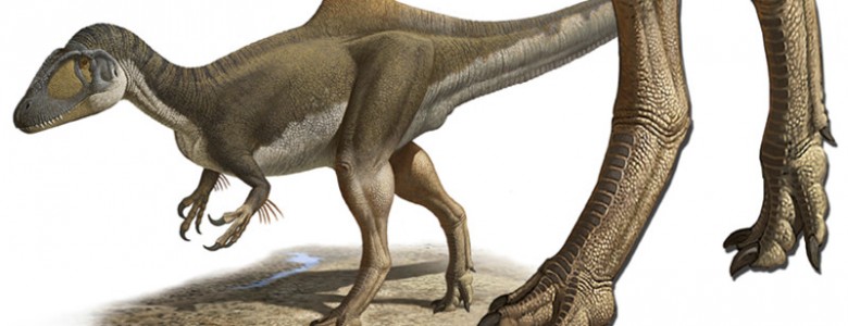 Los dinosaurios carnívoros tenían los pies de gallina Los dinosaurios carnívoros tenían los pies de gallina