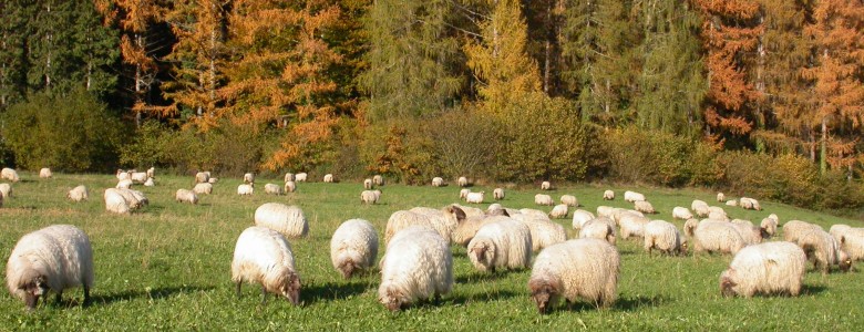 Agricultura regenerativa para conseguir pastos más fértiles y con mayor biodiversidad vegetal