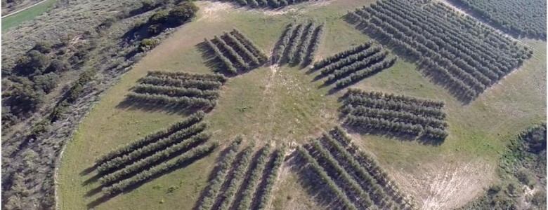 El diseño de las plantaciones de olivo determina su producción y la calidad del aceite