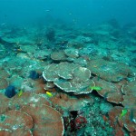 Un nuevo futuro para los corales
