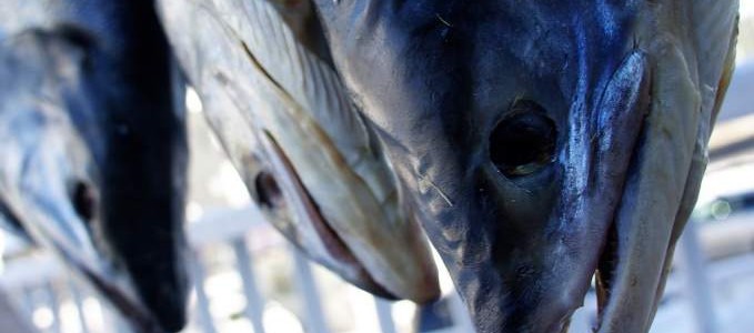 El PCB-153, contaminante presente en alimentos grasos, aumenta el riesgo de cáncer en los hombres. El PCB-153, contaminante presente en alimentos grasos, aumenta el riesgo de cáncer en los hombres.