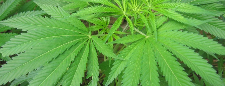 Discutir desde la ciencia la despenalización de la mariguana
