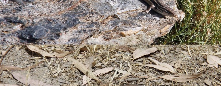 Una lagartija crece más y retiene más calor en zonas altas