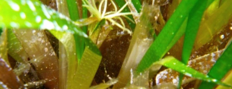 Urgente, proteger los pastos marinos