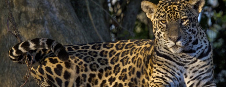 Tras la huella del jaguar