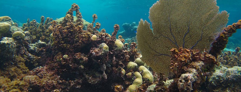 Los corales del Caribe colombiano están muriendo de asfixia
