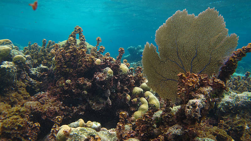 Los corales del Caribe colombiano están muriendo de asfixia