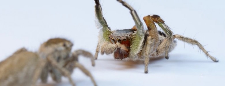 Las arañas saltadoras ven en color como los humanos