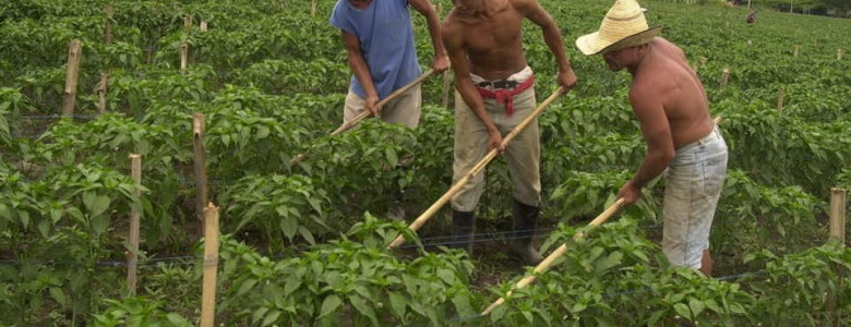 En condiciones de esclavitud y trabajo forzado cerca de 2 millones de campesinos e indígenas en México: Armando Bartra