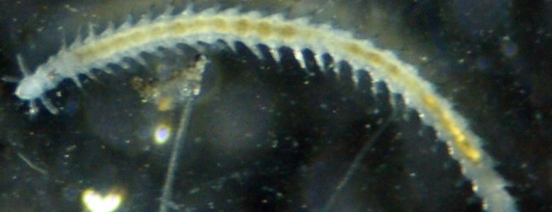 Descubierta una nueva especie de gusano marino en la Antártida