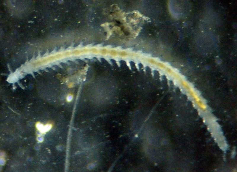 Descubierta una nueva especie de gusano marino en la Antártida