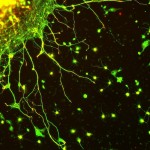 Descubren las bases de una nueva señalización en la sinapsis neuronal