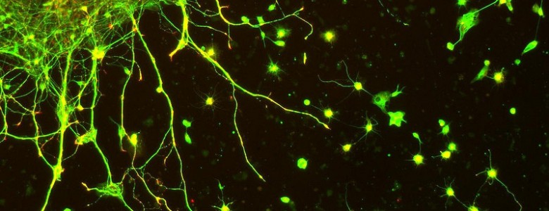Descubren las bases de una nueva señalización en la sinapsis neuronal