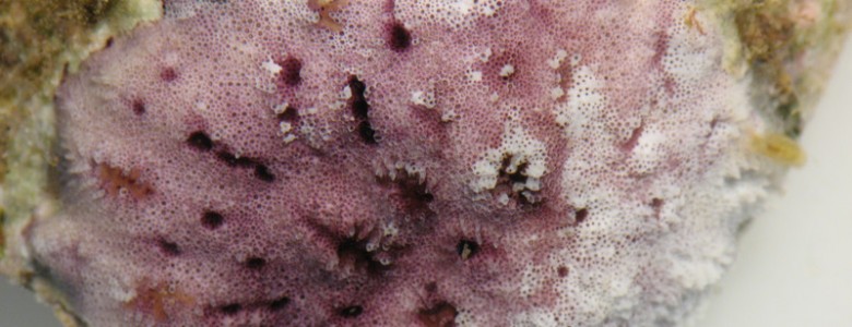 Descubren nuevos organismos coloniales marinos en Madeira, Portugal