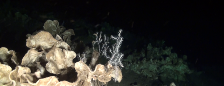 Descubren un 'parque jurásico' de esponjas en el mar Mediterráneo