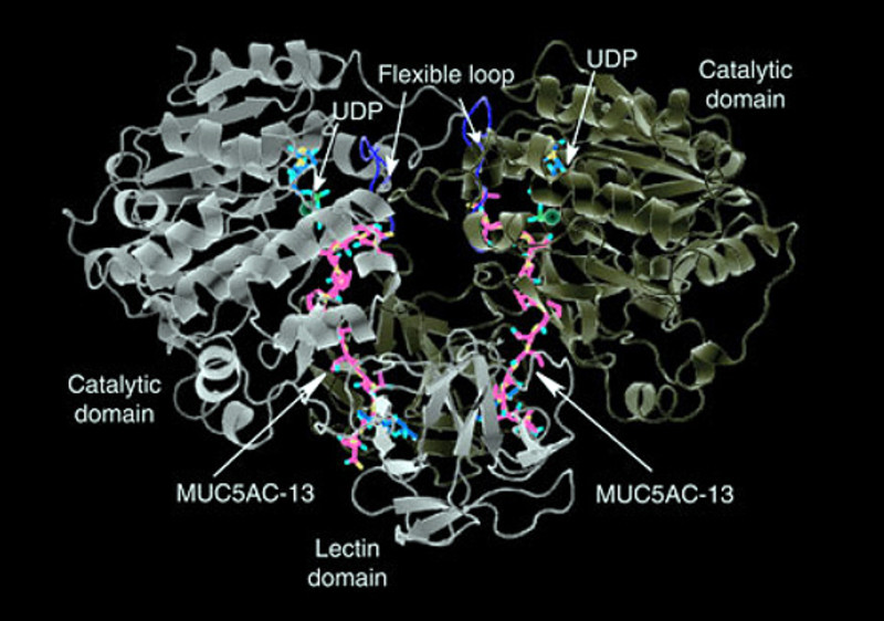La metástasis asociada a un proceso de integración de azúcares en las proteínas mucinas
