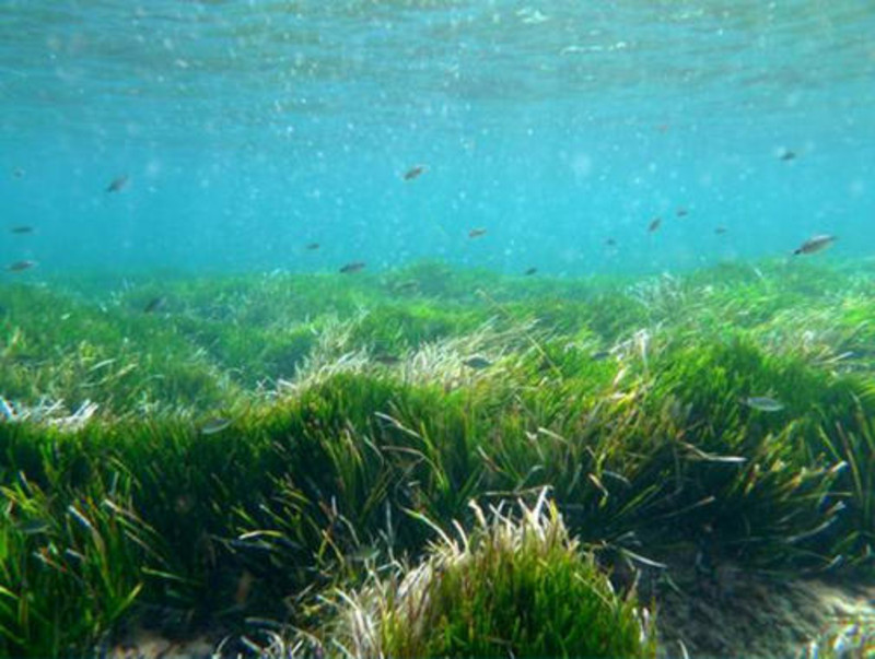 El 62% de hábitats del Mediterráneo presenta un estado desfavorable