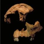 El ‘Homo antecessor’ enfrenta trabas para su categorización