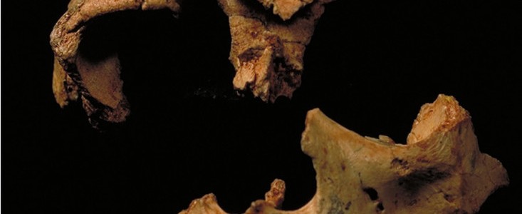 El 'Homo antecessor' enfrenta trabas para su categorización