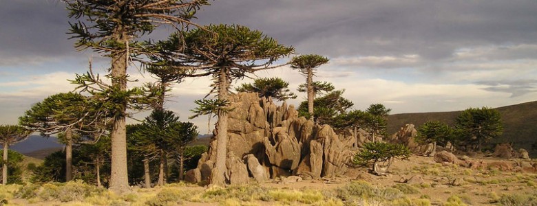 El cambio climático amenaza los bosques de araucaria