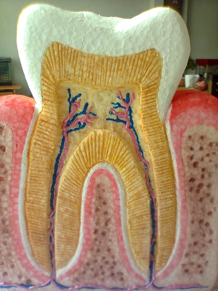 El diente y sus partes- Maquetas y arte