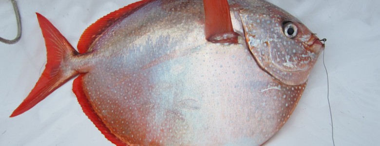 Primer pez con sangre caliente: El pez luna real calienta todo su cuerpo para nadar mejor por aguas frías