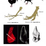 De pollo a dinosaurio: Científicos revierten experimentalmente la evolución