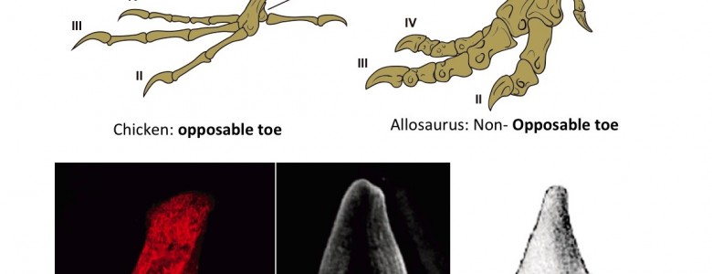 El pie de pollo que muestran los dinosaurios- Universidad de Chile