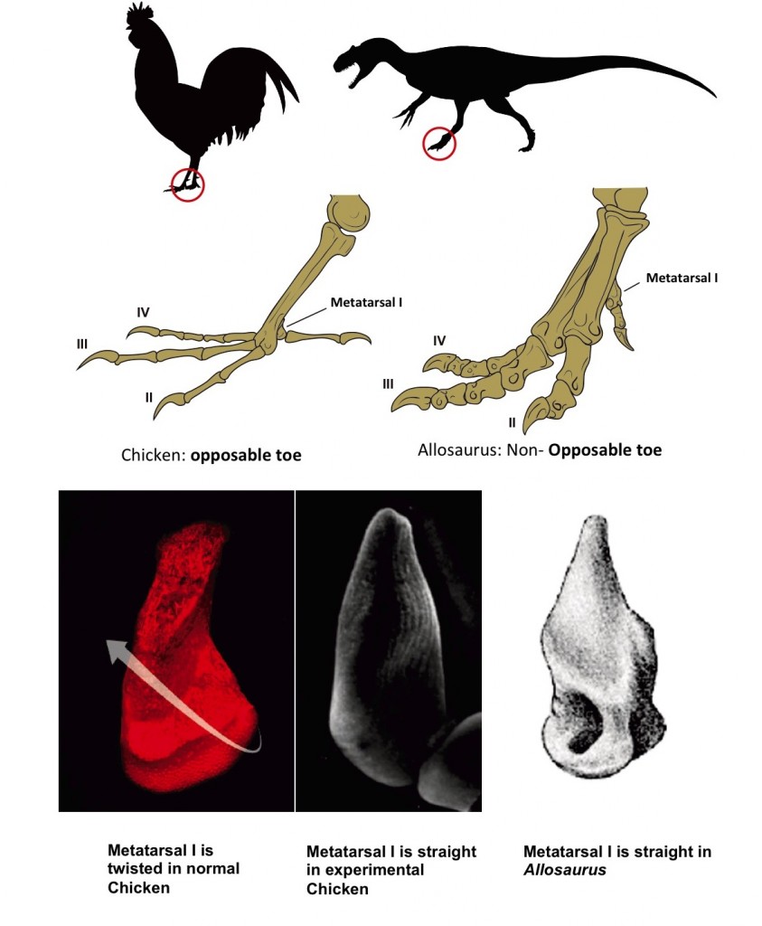 El pie de pollo que muestran los dinosaurios- Universidad de Chile