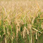 Europa trata de reducir el efecto invernadero ocasionado por el cultivo de arroz
