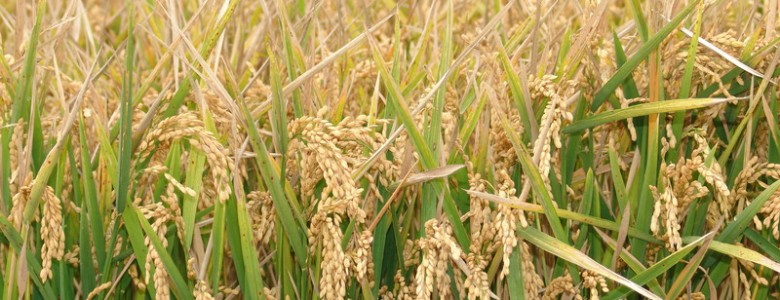 Europa trata de reducir el efecto invernadero ocasionado por el cultivo de arroz