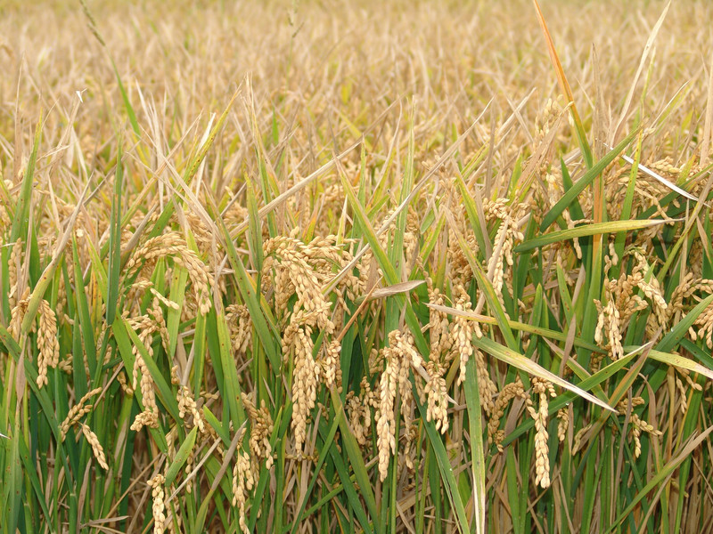 Europa trata de reducir el efecto invernadero ocasionado por el cultivo de arroz