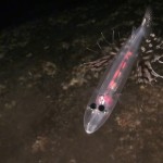 Hallan en las Islas Canarias un pez de seis ojos
