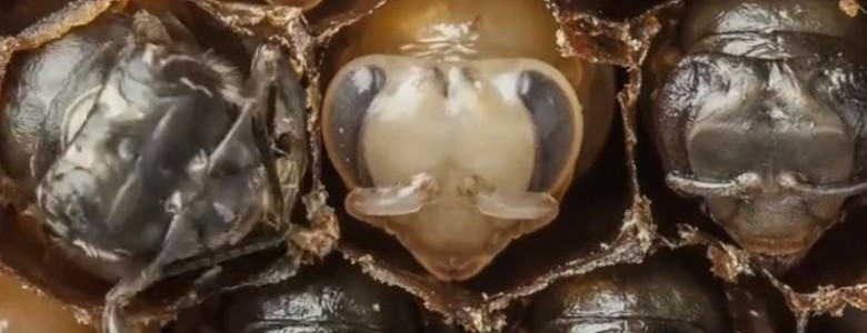 La metamorfosis de las abejas obreras, ¿Quieres ver cómo se da? (VIDEO)