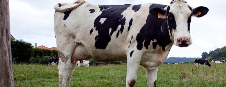 La talla de los animales domésticos aumentó a lo largo del tiempo