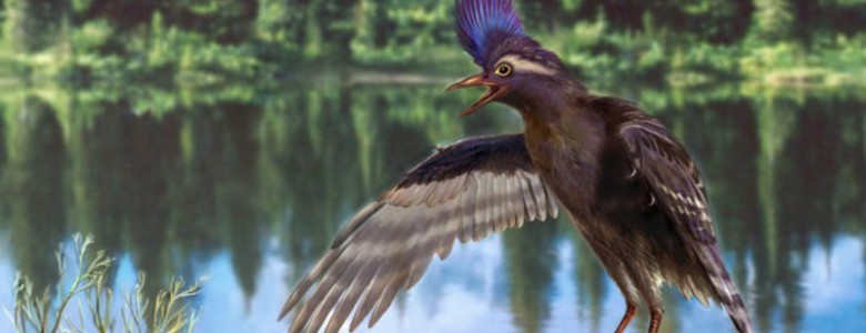 Los antepasados de los pájaros vivieron hace 130 millones de años