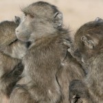 Los babuinos pasan más tiempo con los de su misma edad y estatus