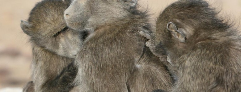 Los babuinos pasan más tiempo con los de su misma edad y estatus