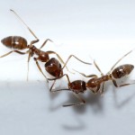 Los movimientos de las hormigas esconden patrones matemáticos