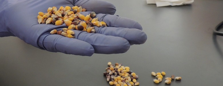 Investigación genética del maíz